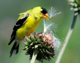 Goldfinch, American