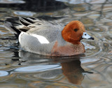 Wigeon, Eurasion