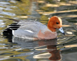 Wigeon, Eurasion