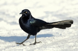 Grackle, Great-tailed