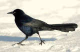 Grackle, Great-tailed