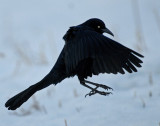Grackle, Great-tailed