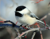 Chickadee, Black-capped