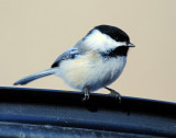Chickadee, Black-capped
