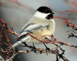 Chickadee, Black-capped