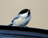 Chickadee, Black-capped