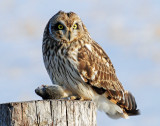 Owl, Short-eared