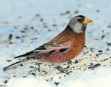 Rosy-Finches, Gray-crowned