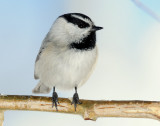 Chickadee, Mountain