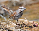 Sparrow, Song