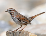 Sparrow, Song