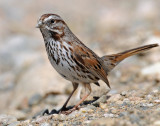 Sparrow, Song