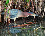Heron, Green