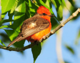 Flycatcher, Vermilian