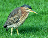 Heron, Green (Juvenile)