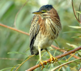 Heron, Green (Juvenile)