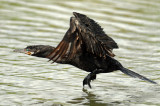 Cormorant, Neotripic