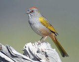 Towhee, Green-tailed