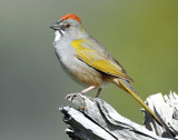 Towhee, Green-tailed