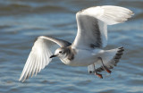 Gull, Sabine's