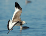 Gull, Sabine's