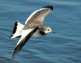 Gull, Sabine's