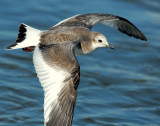 Gull, Sabine's