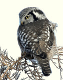 Owl Northern-hawk D-032.jpg