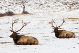 Elk and Deer