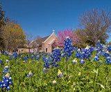 Texas Hill Country Wildflowers