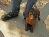 Small dog, big bark