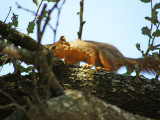 One of the many park inhabitants