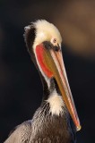 Brown Pelican