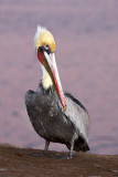 Brown Pelican
