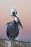 Brown Pelican