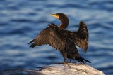 Double-crested Cormorant