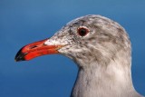 Heerman's Gull
