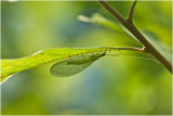 Lacewing Macro