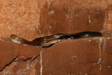 Drymarchon melanurus melanurusBlack-tailed Cribo