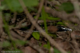 Drymarchon melanurus - Santa Ana NWR