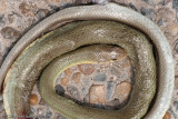 Coluber constrictor oaxacaeMexican Racer