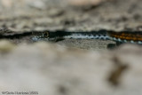 Coluber taeniatus girardiCental Texas Whipsnake
