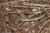 Mastigodryas melanolomusCommon Lizard Eater
