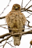 1/1/2010 Red-shouldered Hawk