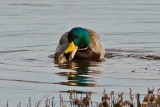 1/6/2010 Duck sex