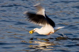 2/13/2010 Gull with apple core