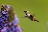 4/14/2010 Hummingbird