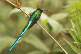 Long-tailed sylph