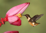 White Bellied Woodstar