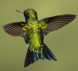 Western Emerald